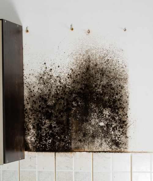 Mold Remediation Mold Remediation