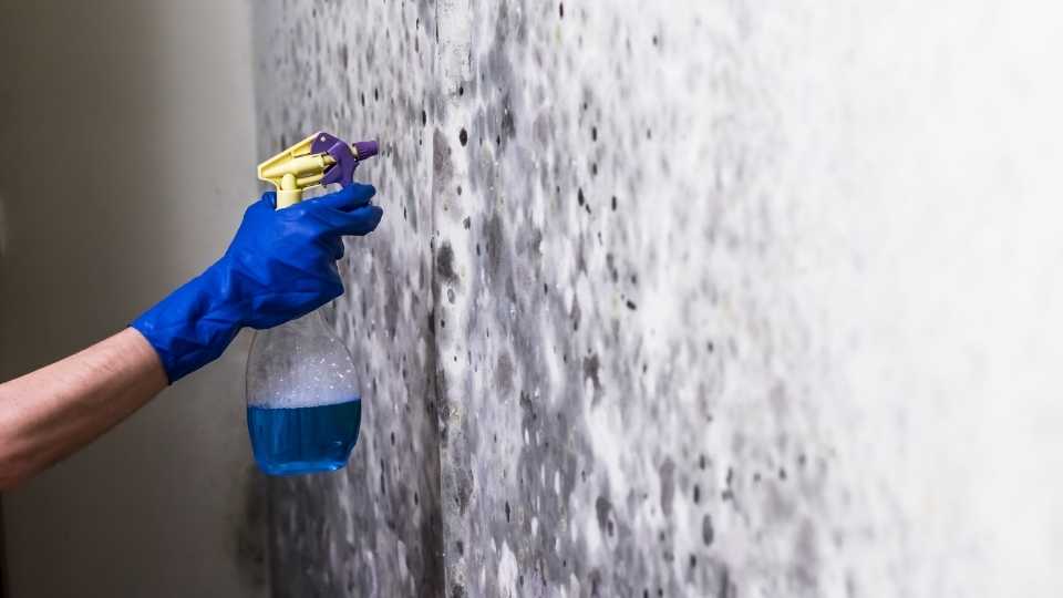 Mold Remediation